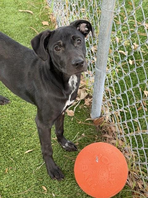 LEXI - Labrador Retriever available for adoption