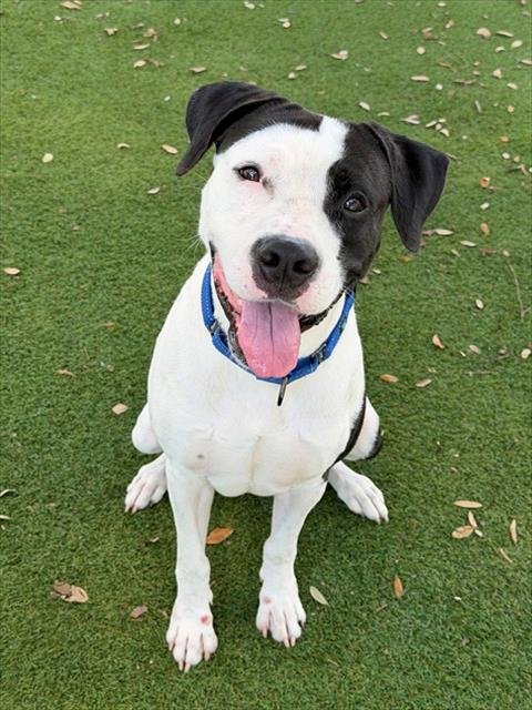PONGO - American Bulldog available for adoption