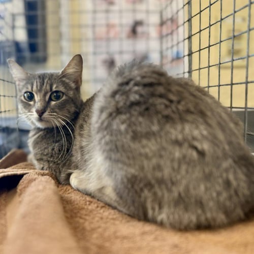 BELLA - Domestic Short Hair available for adoption