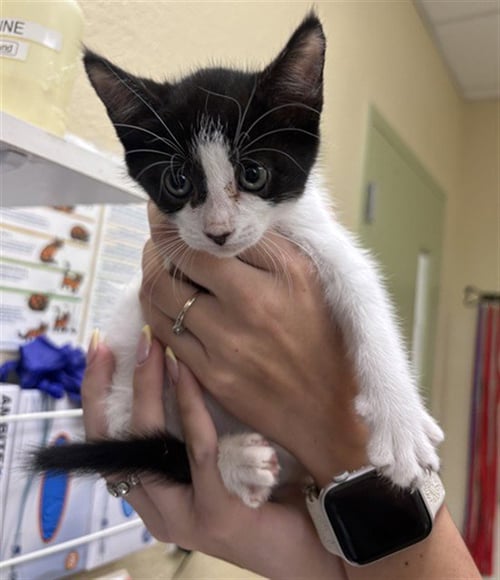 ROWAN - Domestic Short Hair available for adoption