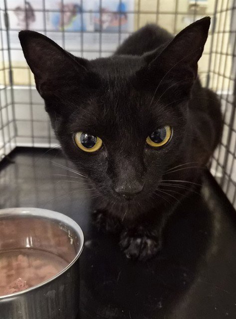 EMERALD - Domestic Short Hair available for adoption