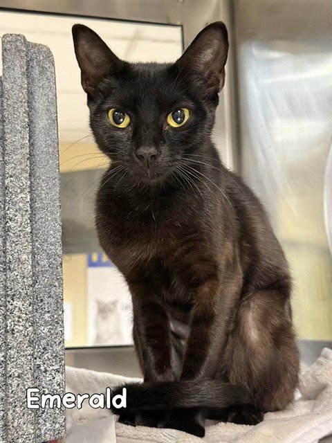EMERALD - Domestic Short Hair available for adoption