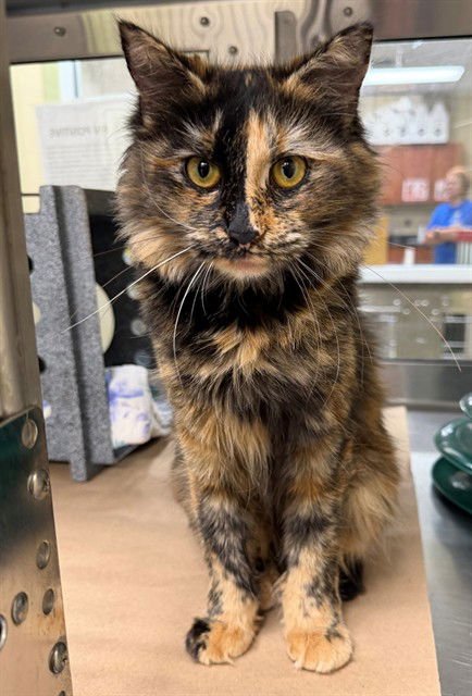 TEDI - Domestic Medium Hair available for adoption