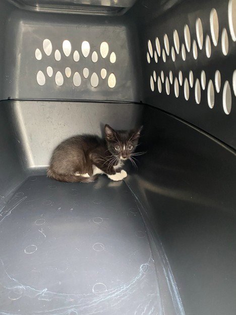 DIAMOND - Domestic Short Hair available for adoption
