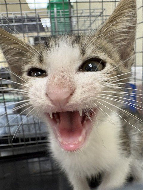 DONNIE - Domestic Short Hair available for adoption