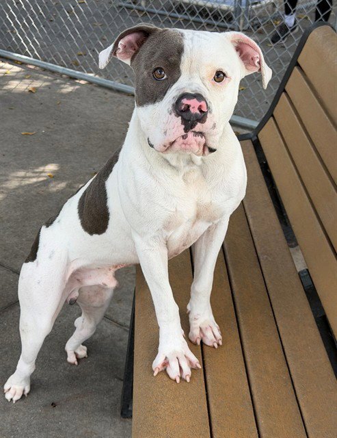 GEORGE - American Bulldog available for adoption