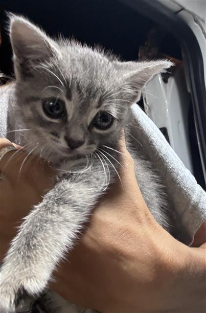 GRACIE - Domestic Short Hair available for adoption