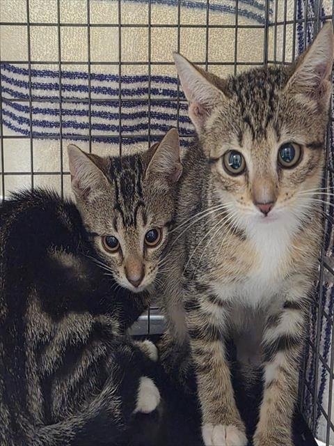 DAPHNE - Domestic Short Hair available for adoption
