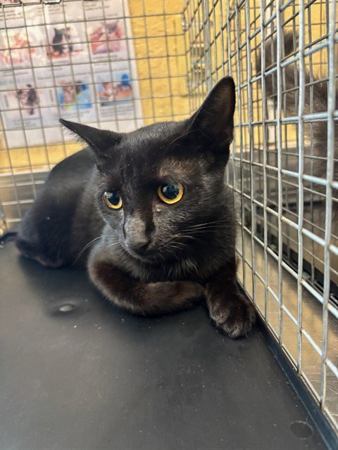JASMINE - Domestic Short Hair available for adoption