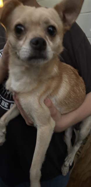 ARCHIE Image