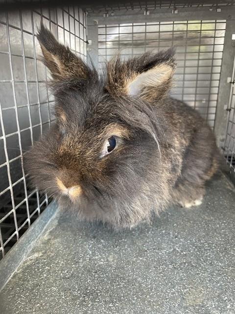 LOLA - Longhaired Rabbit available for adoption