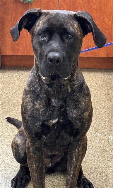 LOLA - Cane Corso Mastiff / Mastiff for adoption in Fort Myers