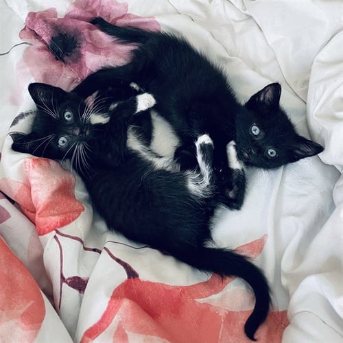 PANTHERMAX - Domestic Short Hair available for adoption
