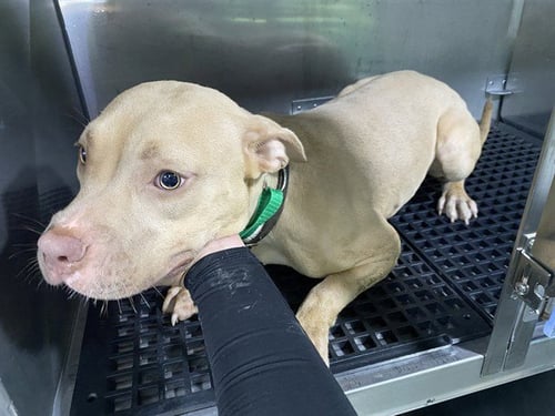 PENELOPE - American Staffordshire Terrier for adoption in Cape Coral