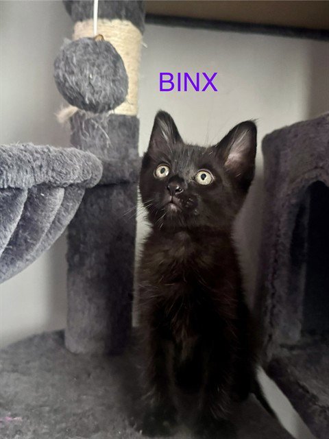 BINX - Domestic Short Hair available for adoption