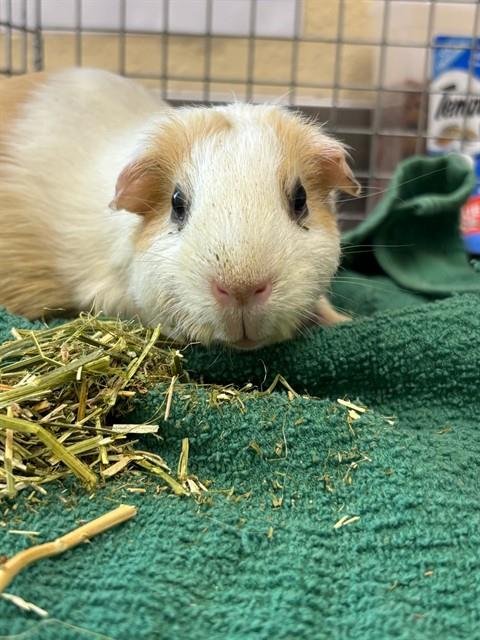 PEANUT Image