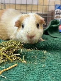 PEANUT - Photo 1