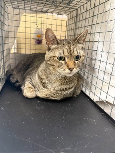 SHELBY - Domestic Short Hair available for adoption