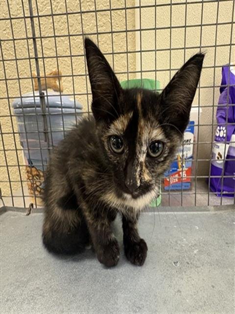 ANNIE - Domestic Short Hair available for adoption