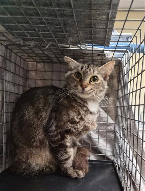 ELLIE - Domestic Medium Hair available for adoption