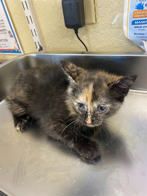 LIBBY - Domestic Short Hair available for adoption