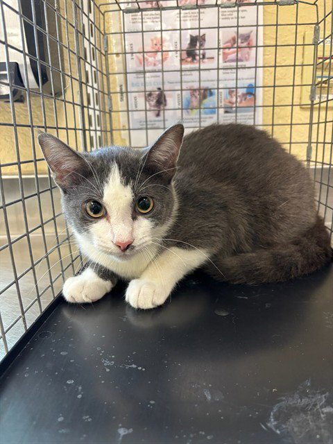 CHARLIE - Domestic Short Hair available for adoption