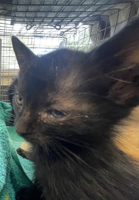 SAM - Domestic Short Hair available for adoption