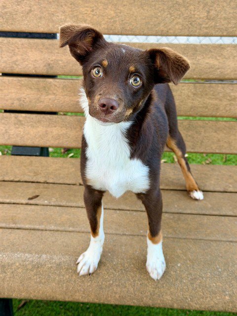 CHAI - Australian Shepherd available for adoption