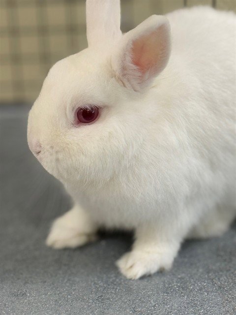 BENNY