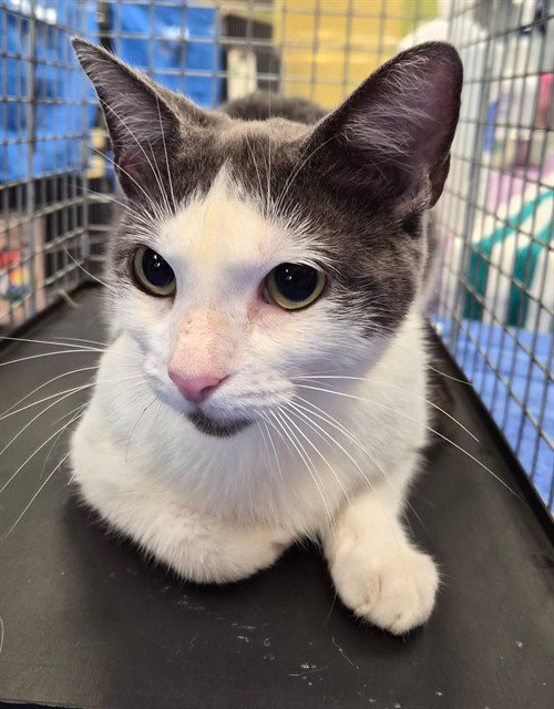 LAINEY - Domestic Short Hair available for adoption