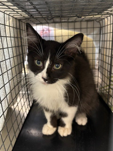 MAJOR - Domestic Medium Hair available for adoption