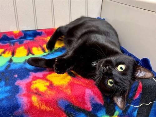 SARA - Domestic Short Hair available for adoption