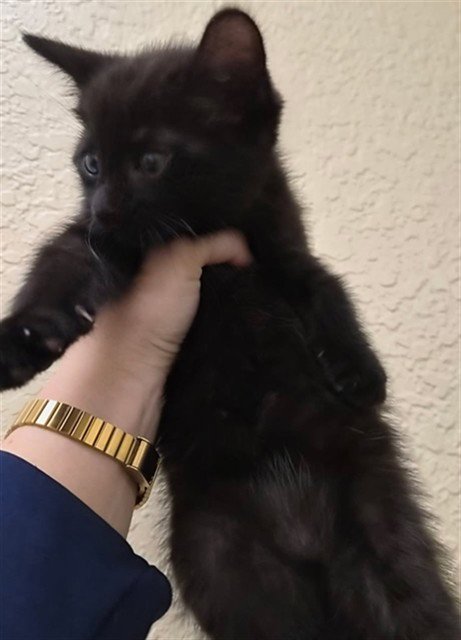 RICARDO - Domestic Medium Hair available for adoption