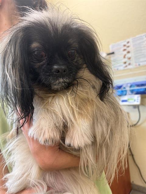 OSHIN - Pekingese available for adoption