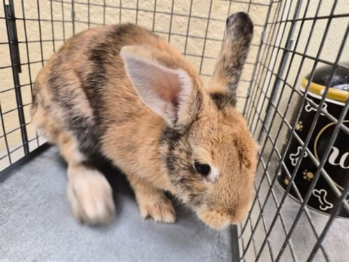 LILLY - Shorthaired Rabbit available for adoption