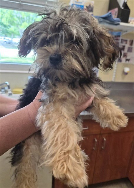 LUNA - Yorkshire Terrier Yorkie available for adoption