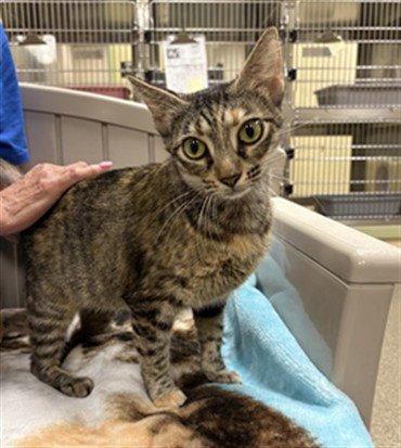 MISS JACKSON - Domestic Short Hair available for adoption