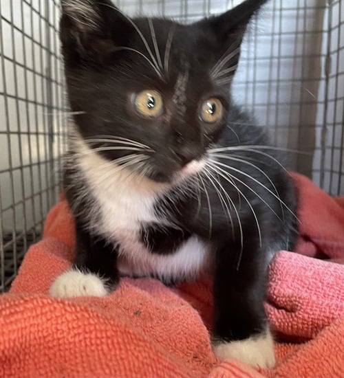 SHEPHERD - Domestic Short Hair available for adoption