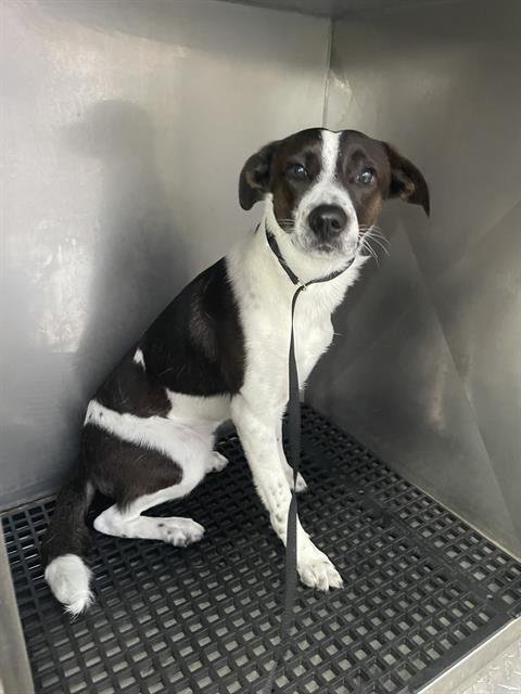 PHOENIX - Border Collie available for adoption