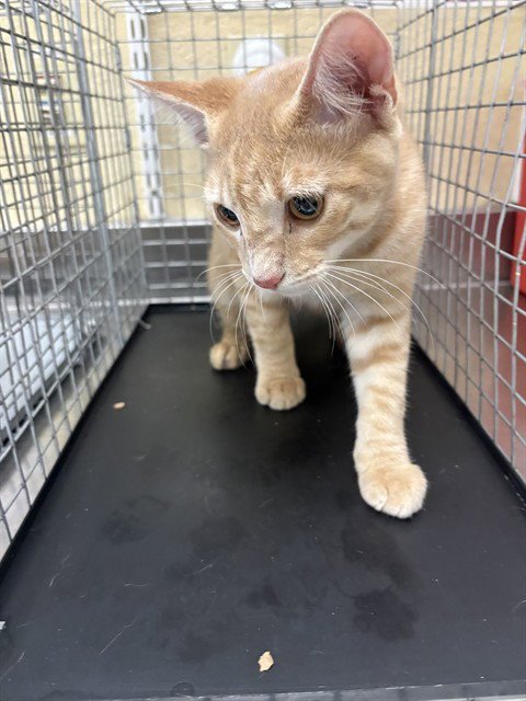DEWEY - Domestic Short Hair available for adoption