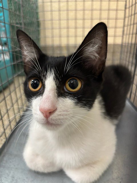 LAYLA - Domestic Short Hair available for adoption