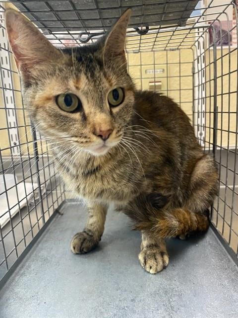 PEPSI - Domestic Short Hair available for adoption