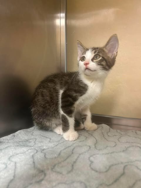 BOBBI - Domestic Short Hair available for adoption