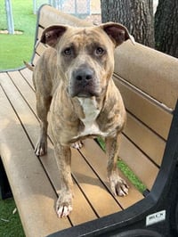 STELLA - Photo 1