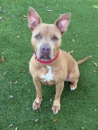 TIKI - Photo 1
