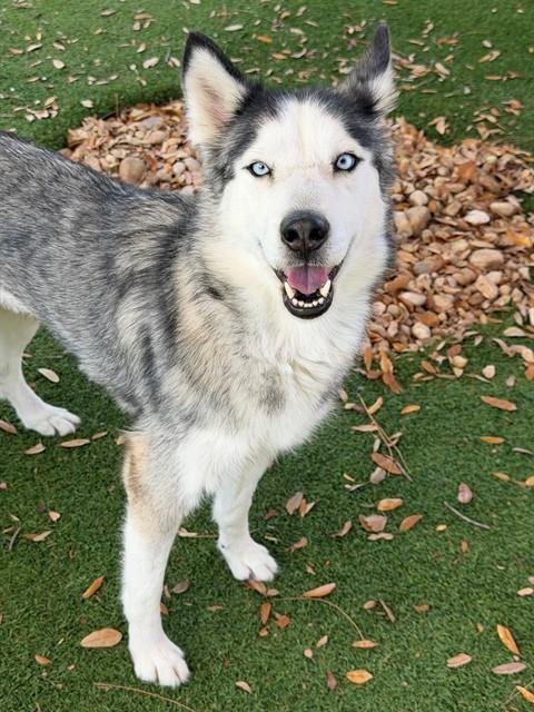 KALUHA - Siberian Husky available for adoption
