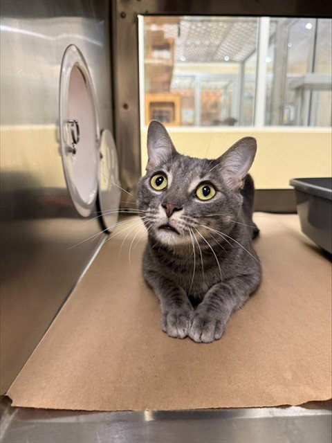 JACK - Domestic Short Hair available for adoption