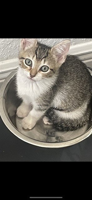 PIXIE - Domestic Short Hair available for adoption