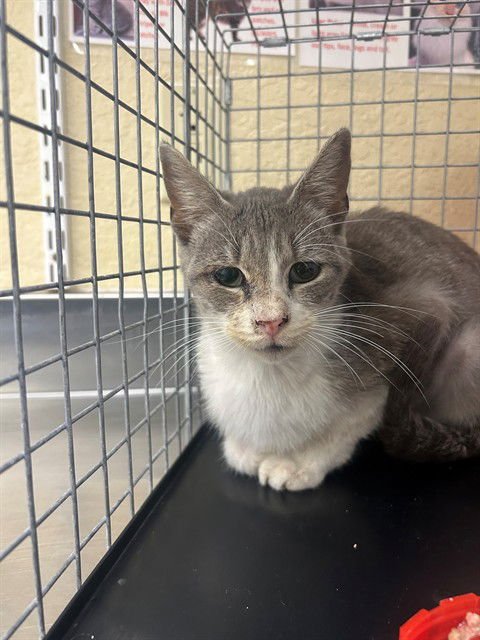 LOUISE - Domestic Short Hair available for adoption