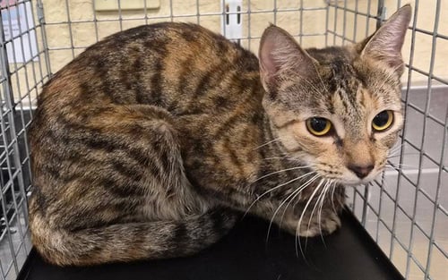 VIRGINIA - Domestic Short Hair available for adoption